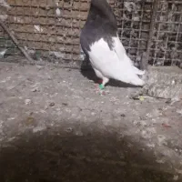 کفتر فروشی|پرنده|بیرجند, |دیوار