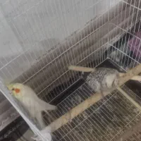 عروس هلندی جفت با جوجه