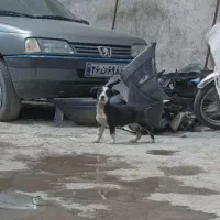 سگ پاکوتاه . پاپی . توله