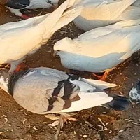 کبوترسفیدمچ پر