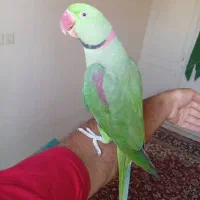 لپ گلی مرغ مینادستی