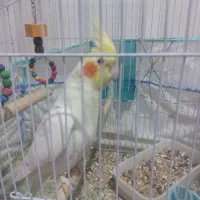 فروش عروس هلندی