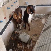 بز با بزقاله