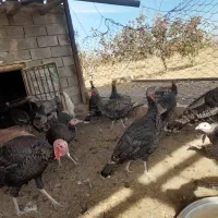 بوقلمون شاخدار غاز|حیوانات مزرعه|تربت جام, میان جام|دیوار