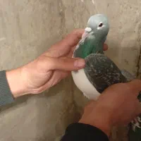 پرنده زدو خوردی ب شرط|پرنده|قزوین, |دیوار