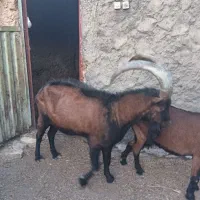 نر بز آلپاین