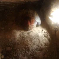 مرغ کرک لاری