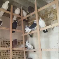 ۲۵جفت جوجه کفتر ناجلد