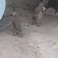 بلدرچین مادر اصلی|پرنده|بهبهان, |دیوار