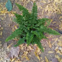 گلهای آپارتمانی|گل و گیاه طبیعی|دوگنبدان, |دیوار