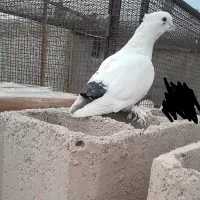 چند کبوتر|پرنده|بهبهان, |دیوار