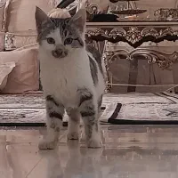 گربه سه ماهه خانگی و دستی ماده رایگان
