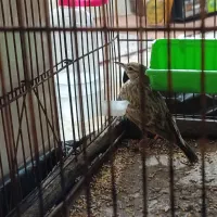 سهره خاکی|پرنده|پاسارگاد, |دیوار