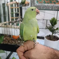 طوطی ملنگوسخنگو