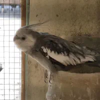 عروس هلندی مولد|پرنده|بابا حیدر, |دیوار