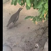 دوعددکفترماده یکی کوهی ویکی پرورشی