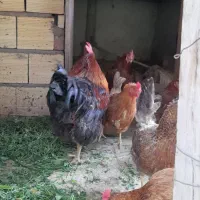 فروش خروس محلی