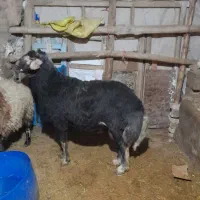 قوچ شکری اصل|حیوانات مزرعه|لالجین, |دیوار