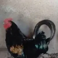 خروس نژاد دار