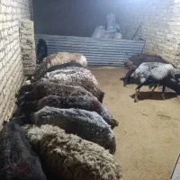 گوسفند قروبونی جوان تخفیف ویژه جهت آشورا