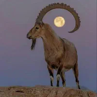 قصاب وذبح گوسفنددر منزل شما