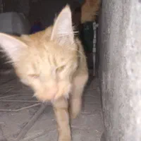 گربه پشمالو|گربه|مشهد, طرق|دیوار