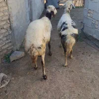 2راس میش آبستن پلنگی|حیوانات مزرعه|سیمین شهر, |دیوار