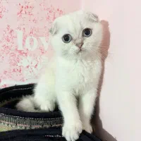 گربه اسکاتیش سه ماهه