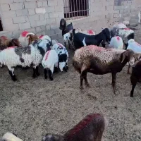 میش زاییده|حیوانات مزرعه|خواف, |دیوار