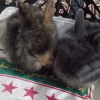 خرگوش لوپ ملوس