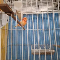 قناری نر مست خون