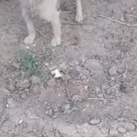 سگ نگهبان|سگ|ساوه, |دیوار