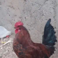 مرغ و خروس
