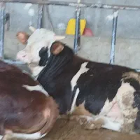 ۳راس گوساله سیمینتال