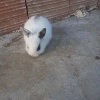 خرگوش لوپ و معمولی|موش و خرگوش|گرگان, |دیوار