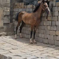 کره مادیان ارشا کیانی