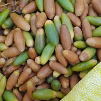 بلوط جنگلی به قیمت مناسب