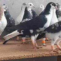 دسته ۲۲ تایی کبوتر