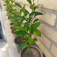 شمعدانی.قاشقی.نارنج.پیچک