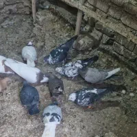 کبوتر|پرنده|ضیاء آباد, |دیوار