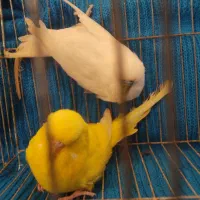 جفت مرغ عشق انگلیسی ۲۰۲۳|پرنده|بابل, |دیوار