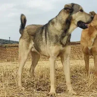 توله عراقی 14ماهه