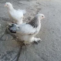 نیمچه برهما 4ماهه