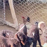 میش بره دار|حیوانات مزرعه|شیروان (خراسان), |دیوار