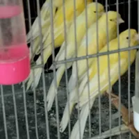 ۱۰عددجوجه قناری رسمی بلند نسل عالی و با کیفیت|پرنده|محمدشهر, |دیوار