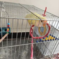 طوطی برزیلی|پرنده|آبادان, |دیوار