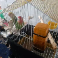 طوطی برزیلی