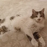 گربه|حیوانات|تهران, تهرانپارس غربی|دیوار