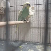 مرغ عشق نر بالغ رنگ خاص