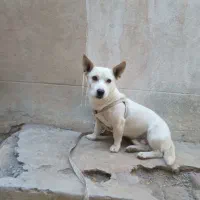 سگ پاپی گوش تیز|سگ|تربتحیدریه, سرمحله|دیوار